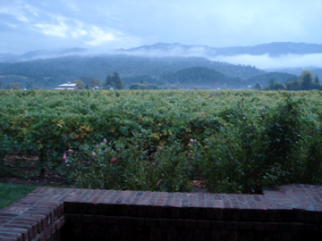 dsc05653 Rainy day view of the Western Rutherford Benchland, home of Tres Sabores.
