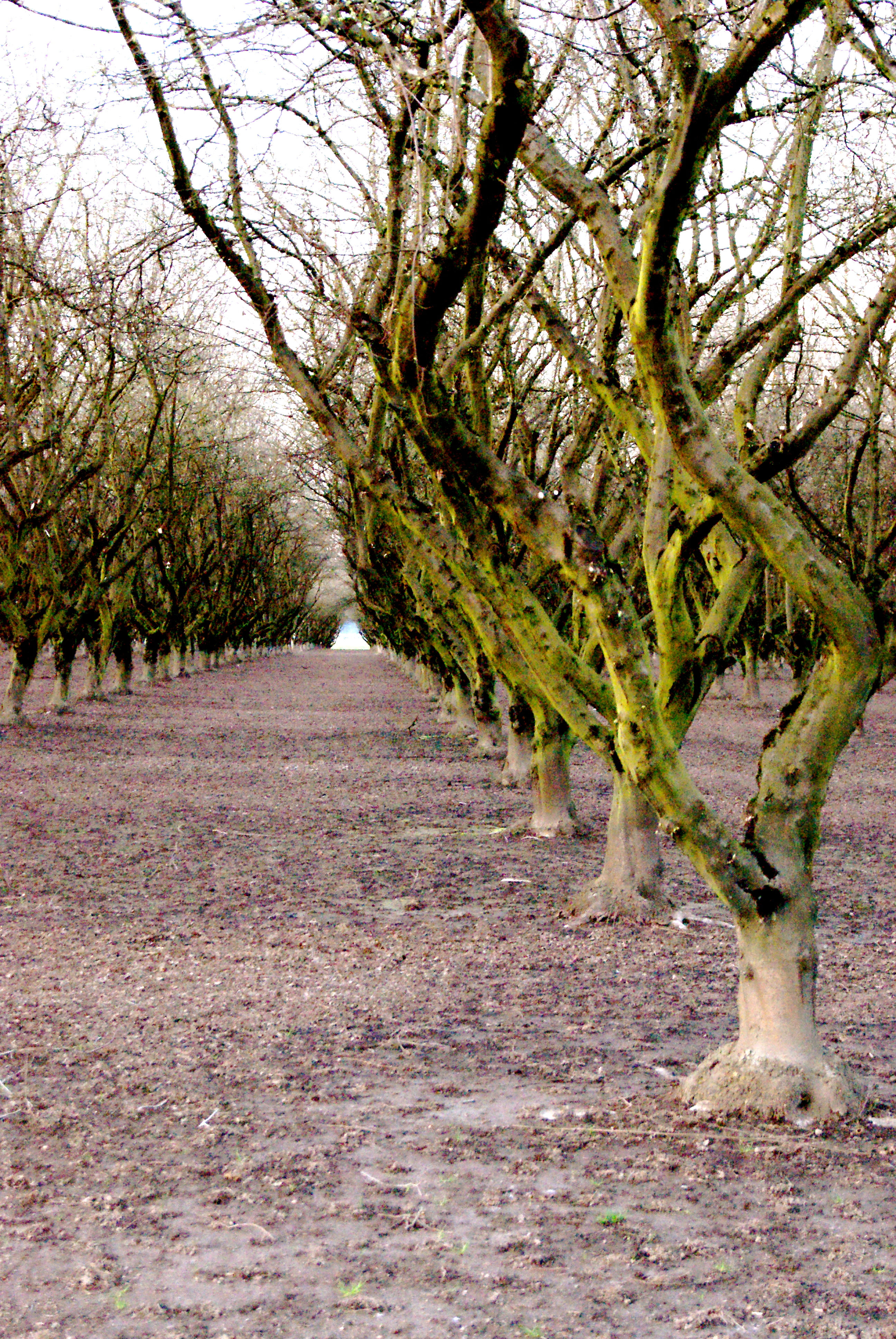orchard trees avenue