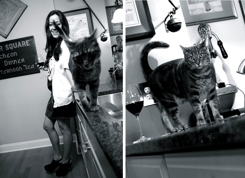 Eli Burden the slinkiest cat on Earth