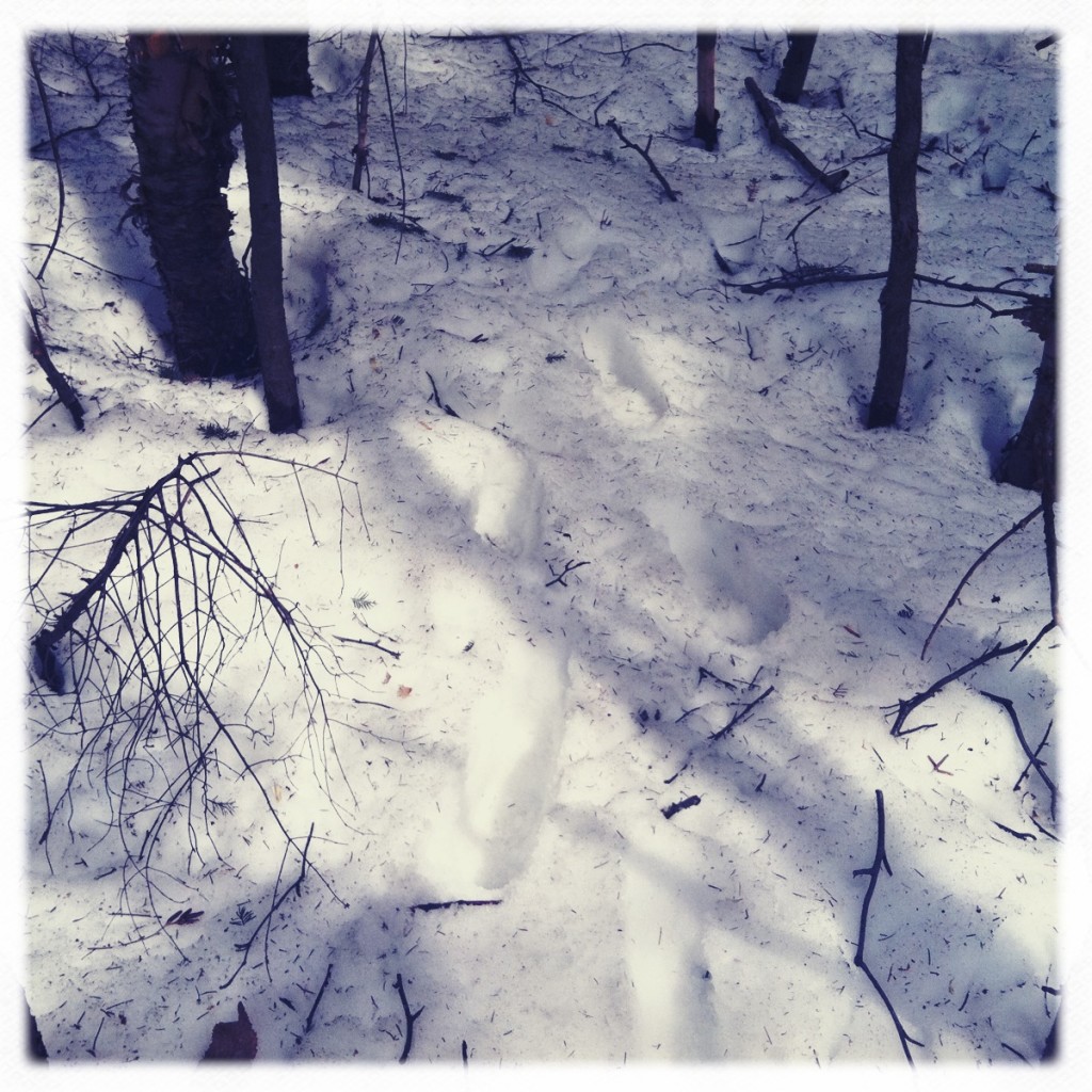 snowy forest floor