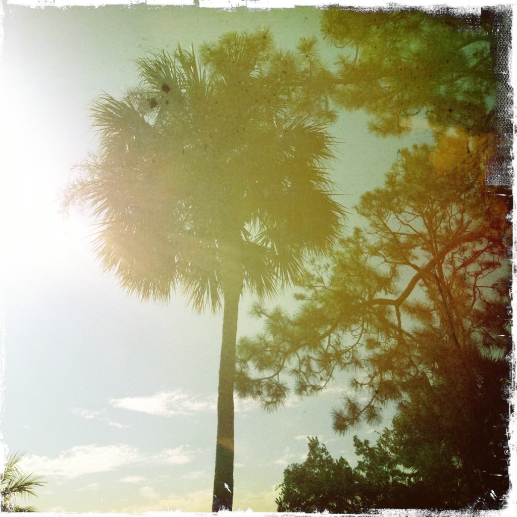 bleachy palm tree