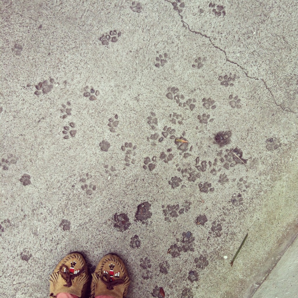 paw prints at Hemingway House