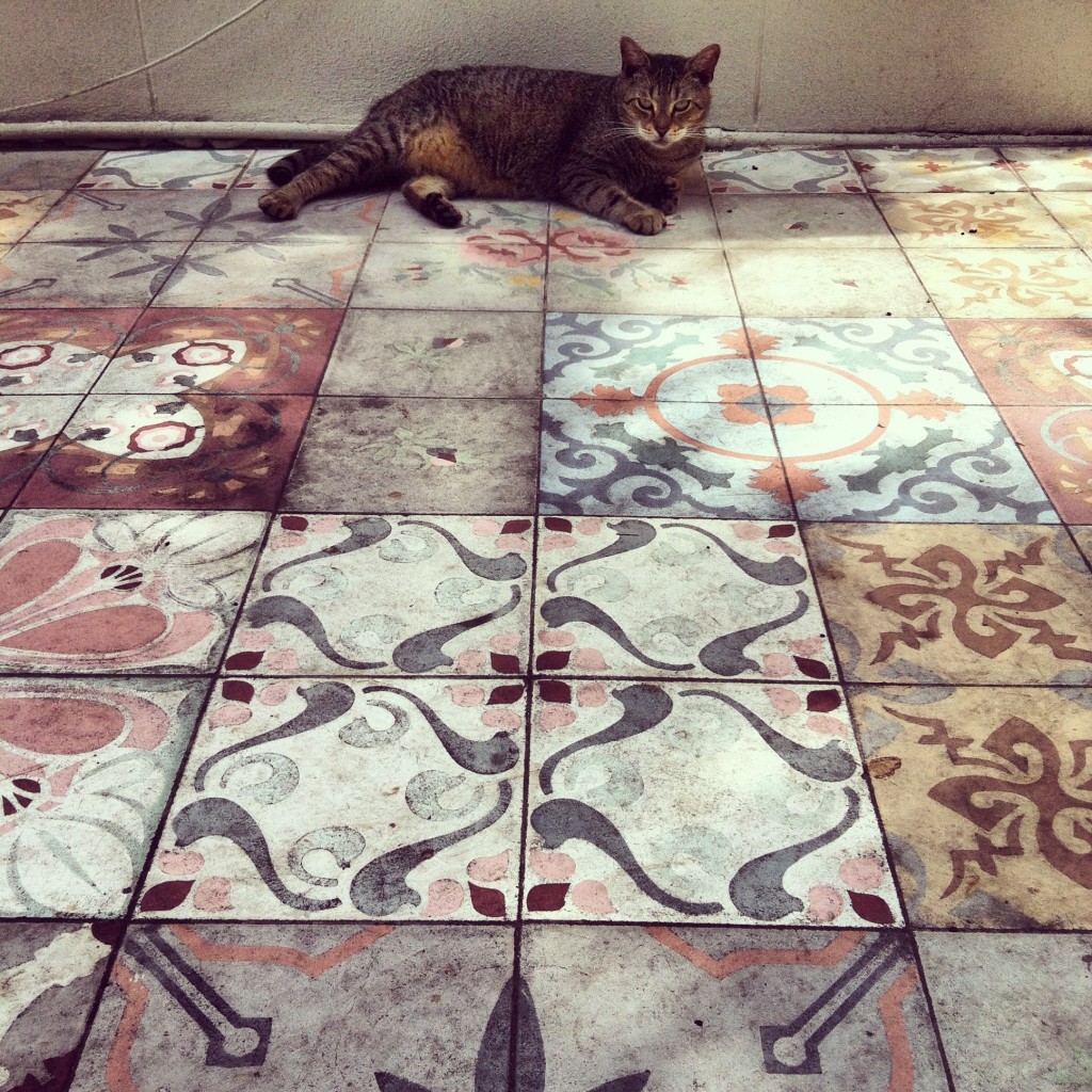 cat at Hemingway House