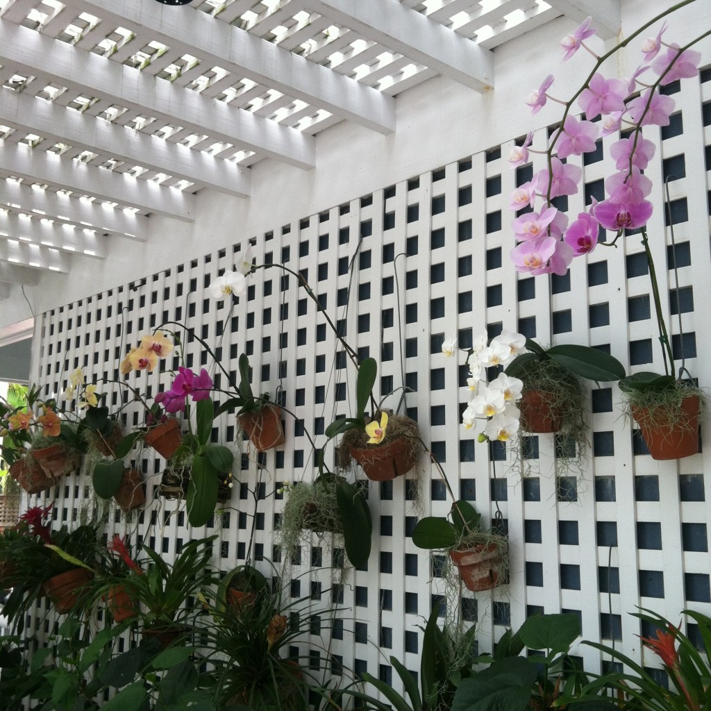 orchid wall at Marquesa Hotel