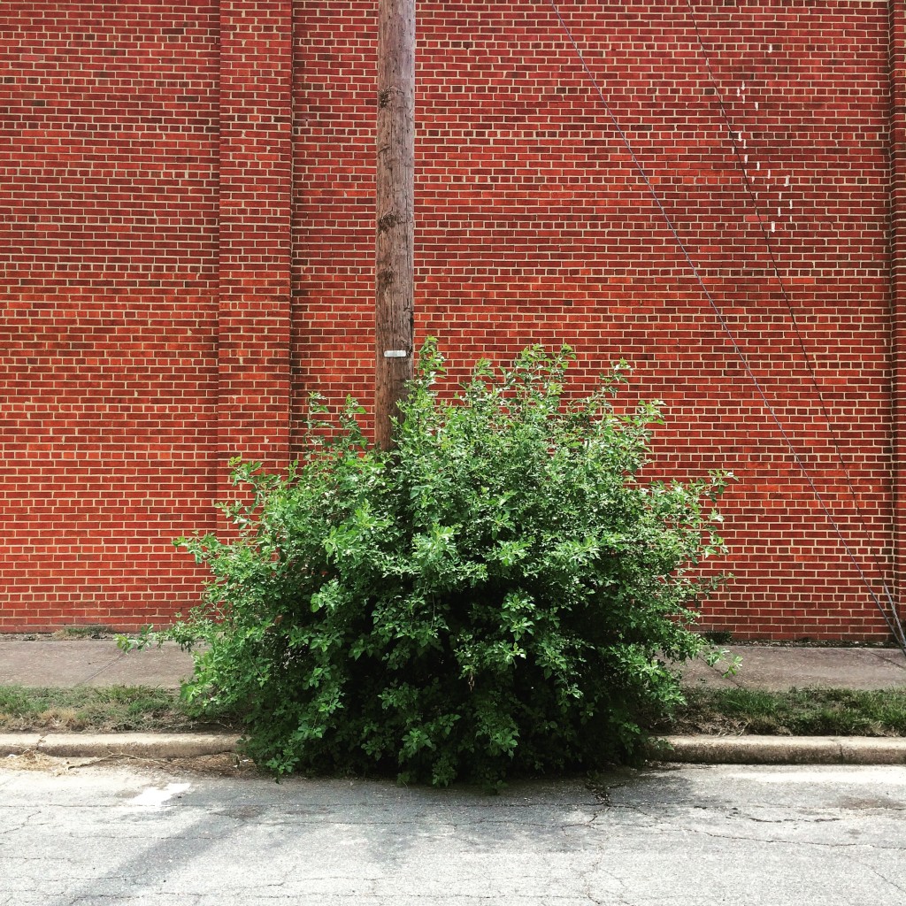Urban Bush